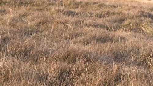 Golden Grass Swaying Gently in the Wind