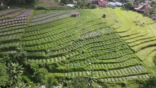 Aerial view of vegetable field in Indonesia with terrace pattern