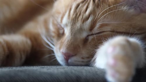 Ginger Tabby Cat Paw Sleeping Peacefully Close-Up