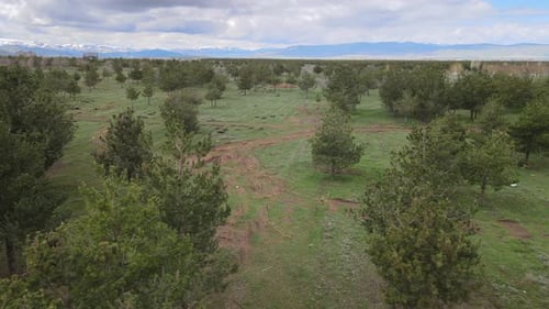 Rural Landscape With Young Trees, Aerial View