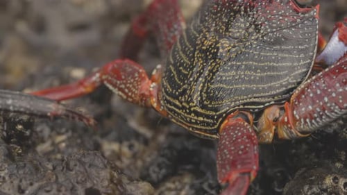 Close Up of Red Crabs on Rocks