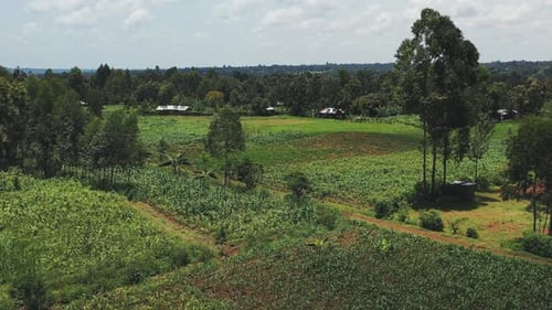 Agricultural Fields in an Kenya