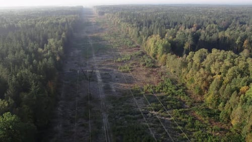 Highvoltage Power Line in a Forest Clearing