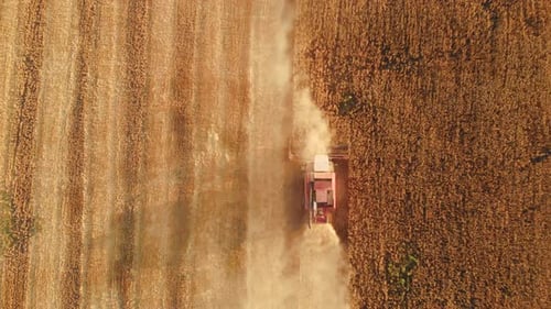 Aerial View Combine Harvester Agriculture Machine Harvesting Golden Ripe Wheat Field
