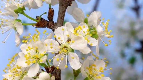 Time Lapse: White Blossoms Blooming in Spring