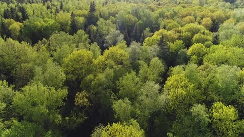 Over The Spring Forest 1