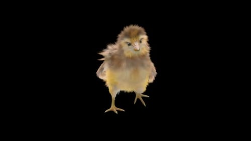 Cute Baby Chick Standing and Wiggling Animation