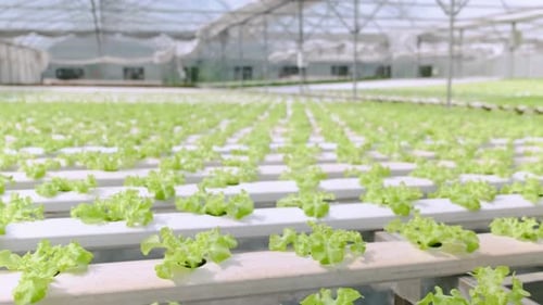 4k slow handheld green house vegetable growing in a hydroponic farm freshness and greenery healthy f