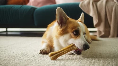 Cute Corgi Puppy Chewing on Bone Indoors