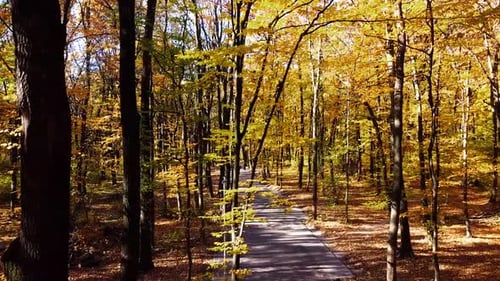 Aerial drone view of a flying in the autumn park. Flying over the park path.