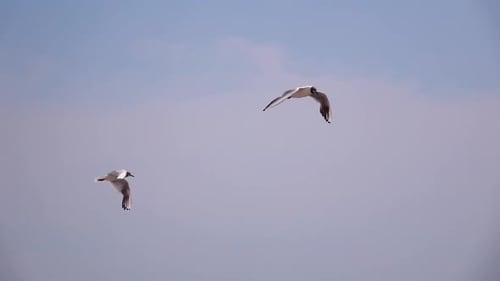 Two Seagulls Soar in a Blue Sky