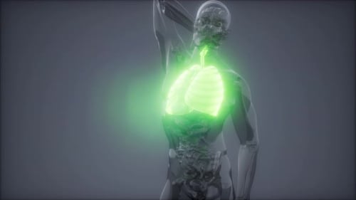 Examen radiológico de pulmones humanos