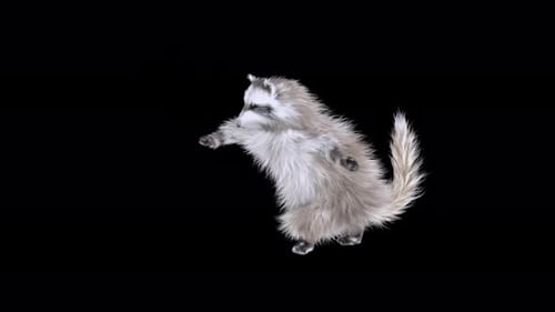 Animated Raccoon Dancing on Hind Legs Loop