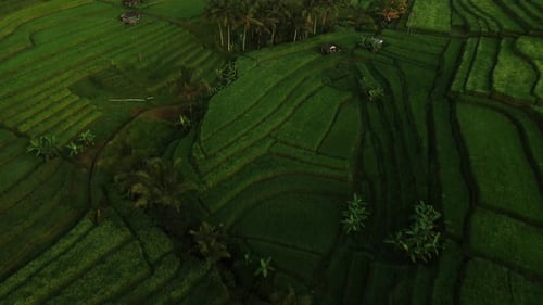 Reisfelder auf Bali