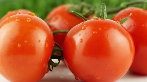 Ripe natural tomatoes close-up. Organic tomato rotating on a green background Macro shot. Garden