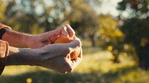 Hands Peeling a Fresh Orange in Rural Setting