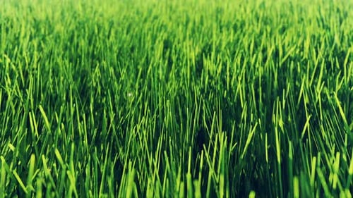 Realistic Green Grass Blowing in the Wind Loop