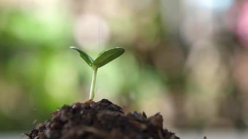 Small Sprout Growing Out of Soil Being Watered