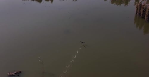 Breathtaking wildlife aerial scene of mute white swan taking off from water for flight in lake, par