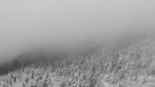 Aerial View of a Frozen Forest with Snow Covered Trees at Winter