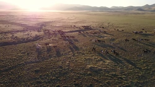 Aerial view of wild horses running as the Sun shines over the mountain top