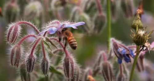Honeybee Pollinating Borage Flowers in a Garden
