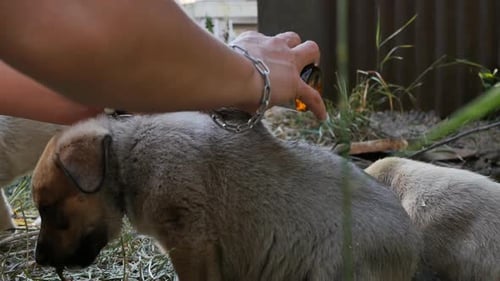 Person Treating Injured Puppies Outdoors with Medicine