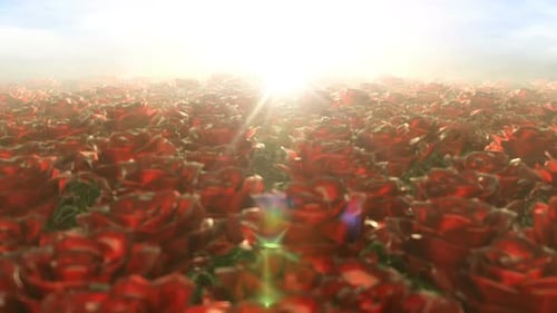 Morgenspaziergang im Feld der Rosen