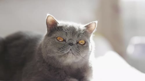 Grey Cat Resting Indoors Close Up