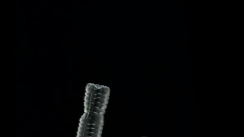 Plastic Water Bottle Falls into Blue Recycling Bin