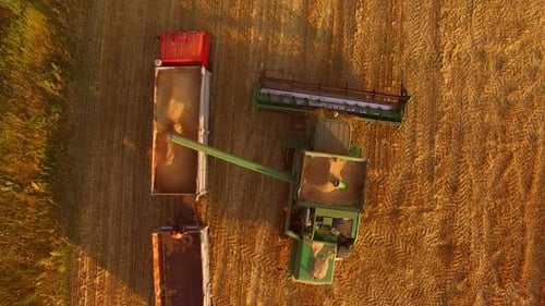 Combine Harvester Filling Truck with Grain in Field