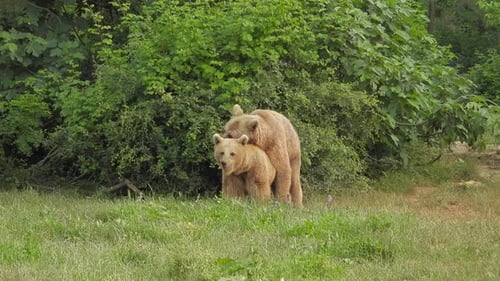Wild Bears Mating in Natural Habitat Among The Trees In The Forest