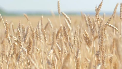 Golden Wheat Field Swaying in the Breeze