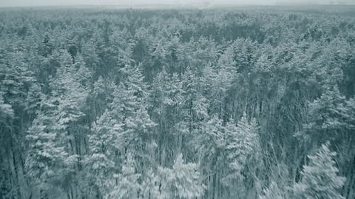 Arbres dans la neige