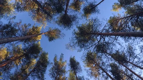 Spitze der Pinien im Wald