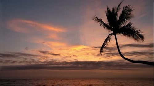 Unberührter karibischer Strand bei Sonnenuntergang mit einer Palme