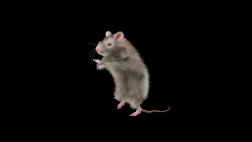 Realistic 3D Animated Rat Wiggling and Dancing Loop