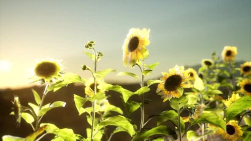 Sunflower Field on a Warm Summer Evening