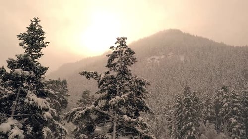 Panning pine trees covered in snow with sun shining over forest