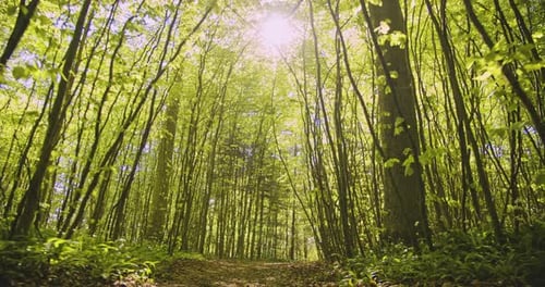 Small Trees Leaning Sideways Toward Forest Path and Sunbeam in the Background