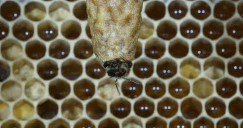 |European Honey Bee, apis mellifera, Emergence of a Queen, Bee Hive in Normandy, Real Time 4K