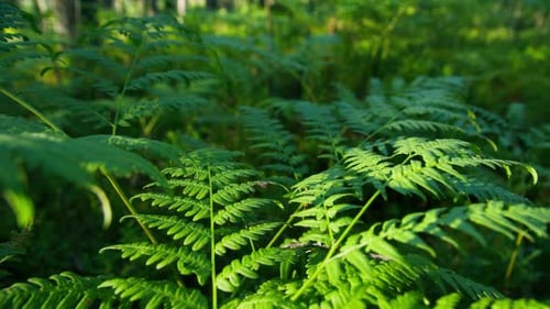 Grüner Farnzweig in einem schönen sonnigen Sommerwald