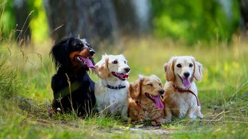 Dogs sitting in park. Happy dogs sitting together on the meadow