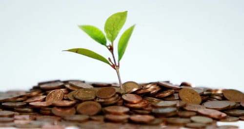 Close-up of plant grows from stack of coins