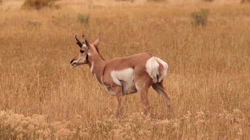Pronghorn in Yellowstone National Park