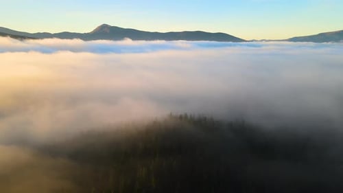 View from above of dark moody pine trees in spruce foggy forest with bright sunrise rays