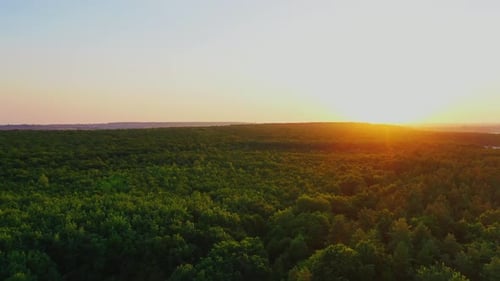 Nature idyllique au coucher du soleil. Vue panoramique sur la belle forêt verdoyante sur fond de soleil couchant.