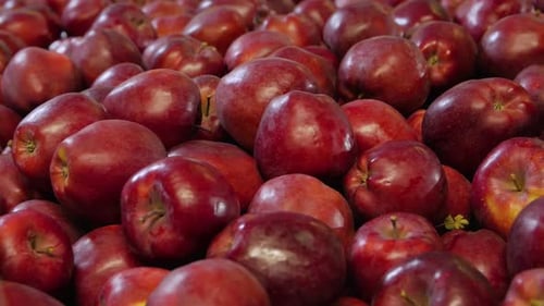 Manzanas rojas maduras