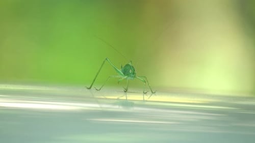 Gesprenkelte Kricket - Leptophyes punctatissima