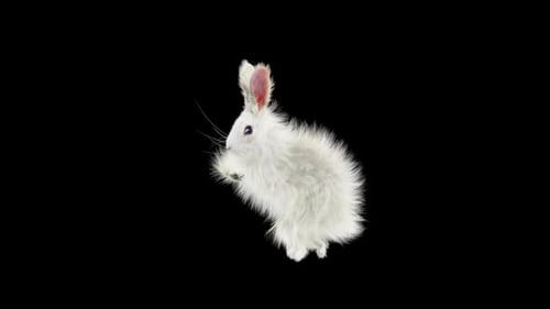 Hase: Tanzen HD